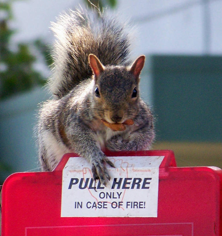 无人,坐,竖图,室外,特写,白天,野生动物,美国,文字,动物,松鼠,摄影,北美,北美洲,近景,加利福尼亚,美洲,北亚美利加洲,亚美利加洲,哑语,圣马特奥县,北美灰松鼠,美利坚合众国