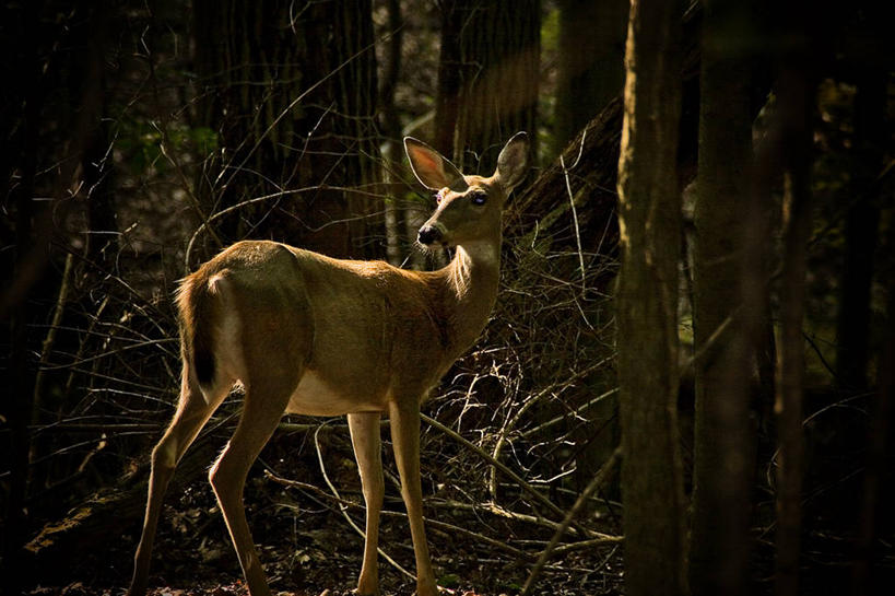 无人,站,横图,室外,特写,白天,侧面,哺乳动物,鹿,野生动物,美国,树干,动物,可爱,摄影,活泼,北美,北美洲,美洲,机敏,俄亥俄州,北亚美利加洲,亚美利加洲,辛辛那提,美利坚合众国