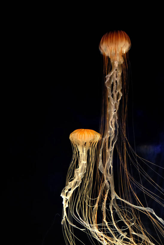 无人,竖图,室内,特写,水下,城市,野生动物,美国,黑色背景,黑色,动物,两只,摄影,北美,北美洲,加利福尼亚,美洲,刺胞动物,加州,洛杉矶,加利福尼亚州,金州,黄金州,北亚美利加洲,亚美利加洲,蒙特利半岛,天使之城,蒙市,蒙特利公园市,水母,影棚拍摄,美利坚合众国