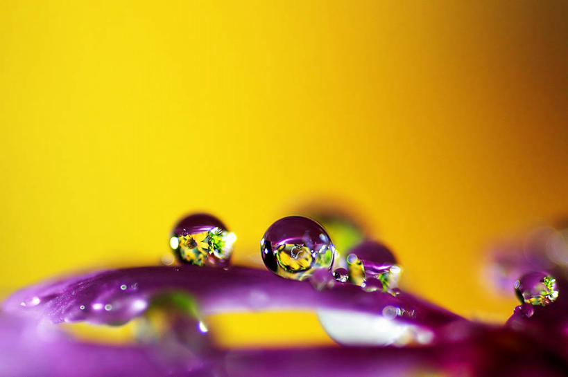 无人,横图,阶调图片,特写,抽象,微距,雨,叶子,曼谷,泰国,黄色背景,反射,液体,水滴,首都,黄色,紫色,自然,摄影,环境,印度支那,单色图片