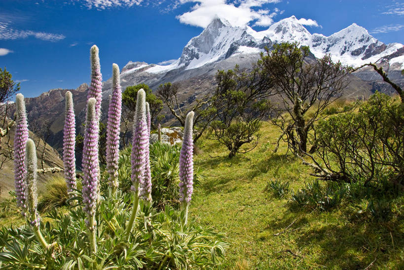 无人,横图,室外,白天,美景,山,山脉,美国,秘鲁,景观,山顶,云,野花,花,树,风景,天空,自然,景色,南美,摄影,生长,宁静,豌豆花,南美洲,北美,北美洲,脆弱,拉丁美洲,清新,自然风光,美洲,白羽扇豆,阿拉斯加,阿拉斯加州,北亚美利加洲,亚美利加洲,南亚美利加洲,最后的边疆,午夜阳光之地,火地岛,科迪勒拉山系,安地斯山脉,褶皱山系,旅行,美利坚合众国