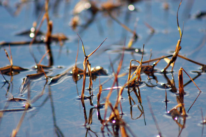 无人,横图,室外,白天,水,克罗地亚,漂浮,草,自然,摄影,环境,脆弱,生存,巴尔干,里耶卡