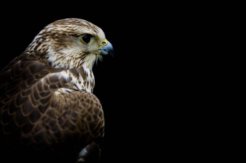 无人,横图,室内,特写,野生动物,英国,黑色背景,黑色,动物,摄影,北欧,喙,猎鹰,红隼,影棚拍摄