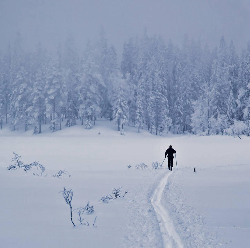一个人,横图,室外,白天,运动,雪,挪威,覆盖,朦胧,模糊,冬天,痕迹,极限运动,树,背面,衣服,寒冷,摄影,决心,努力,斯堪狄纳维亚半岛,勇气,滑雪运动,冒险,休闲活动,越野滑雪