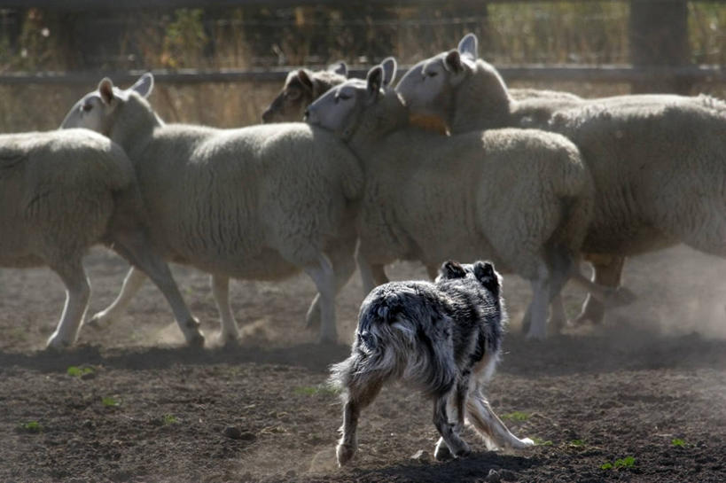 无人,横图,室外,白天,农业,美国,放牧,羊群,家畜,摄影,牲畜,牧羊犬,指导,部分,灰尘,控制,北美,北美洲,美洲,澳大利亚牧羊犬,华盛顿州,北亚美利加洲,亚美利加洲,绵羊,美利坚合众国,纯种犬