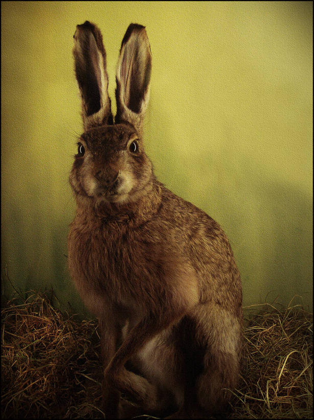 无人,竖图,室内,特写,哺乳动物,野生动物,荷兰,兔子,干草,动物,摄影,兔,野兔,家兔,机敏