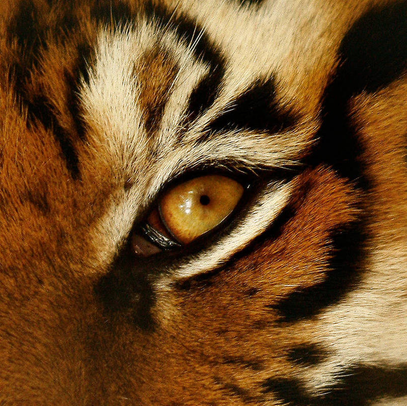 无人,横图,特写,背景,虎,野生动物,菲律宾,动物,摄影,全画面,全框架,全帧,全画幅