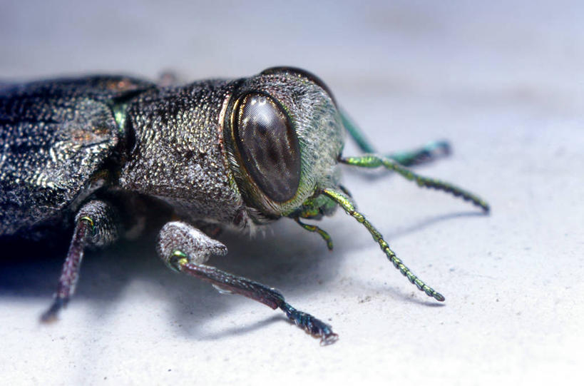 无人,横图,特写,野生动物,美国,昆虫,天牛,动物,摄影,北美,北美洲,甲虫,美洲,节肢动物,机敏,北亚美利加洲,亚美利加洲,俄克拉何马,俄克拉何马州,俄克拉荷马州,奥克拉荷马,抢先之州,塔尔萨,美利坚合众国
