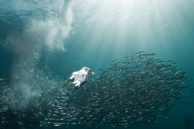 游泳,西方人,无人,横图,室外,水下,海洋,水,海鸟,野生动物,欧洲,非洲,南非,黑人,欧洲人,一群,许多,很多,自然,摄影,沙丁鱼,环境,接,咸水鱼,阿非利加洲,南非共和国,夸祖鲁.纳塔尔省,鲣鸟,非洲人