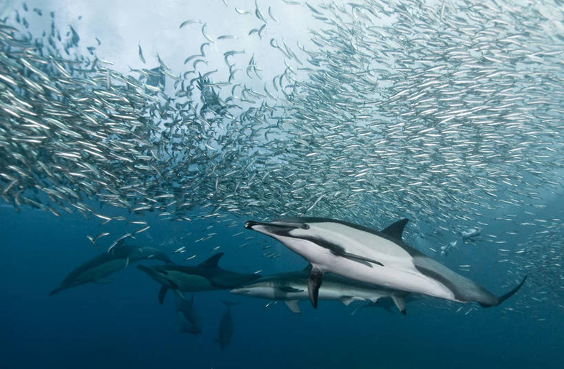 游泳,西方人,无人,横图,室外,水下,海洋,水,鲨鱼,野生动物,欧洲,非洲,南非,黑人,欧洲人,一群,许多,丰富,捕食,很多,摄影,阿非利加洲,南非共和国,夸祖鲁.纳塔尔省,鲣鸟,真海豚,非洲人