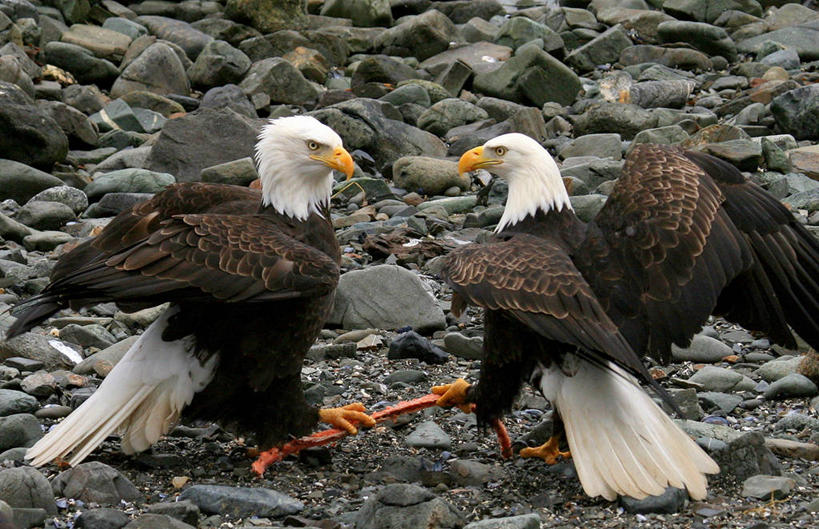 无人,横图,室外,白天,鲑鱼,野生动物,美国,对抗,生气,动物,两只,面对面,摄影,打斗,白头鹰,阿拉斯加