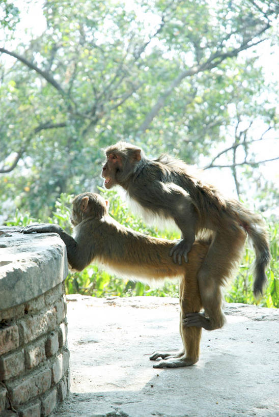 无人,站,竖图,室外,白天,野生动物,尼泊尔,首都,浪漫,拿着,动物,两只,摄影,猿,灵长目,加德满都,巴格马提河,印度次大陆,爱