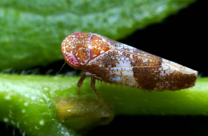 无人,横图,室外,特写,侧面,野生动物,叶子,美国,自然,动物,摄影,环境,北美,北美洲,美洲,北亚美利加洲,亚美利加洲,俄克拉何马,俄克拉何马州,俄克拉荷马州,奥克拉荷马,抢先之州,式样,叶蝉,塔尔萨,美利坚合众国