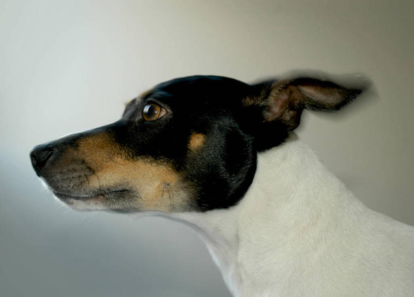 无人,横图,室内,特写,侧面,宠物,狗,美国,梗犬,灰色,动物,看,家畜,摄影,北美,北美洲,加利福尼亚,美洲,北亚美利加洲,亚美利加洲,影棚拍摄,美利坚合众国,纯种犬