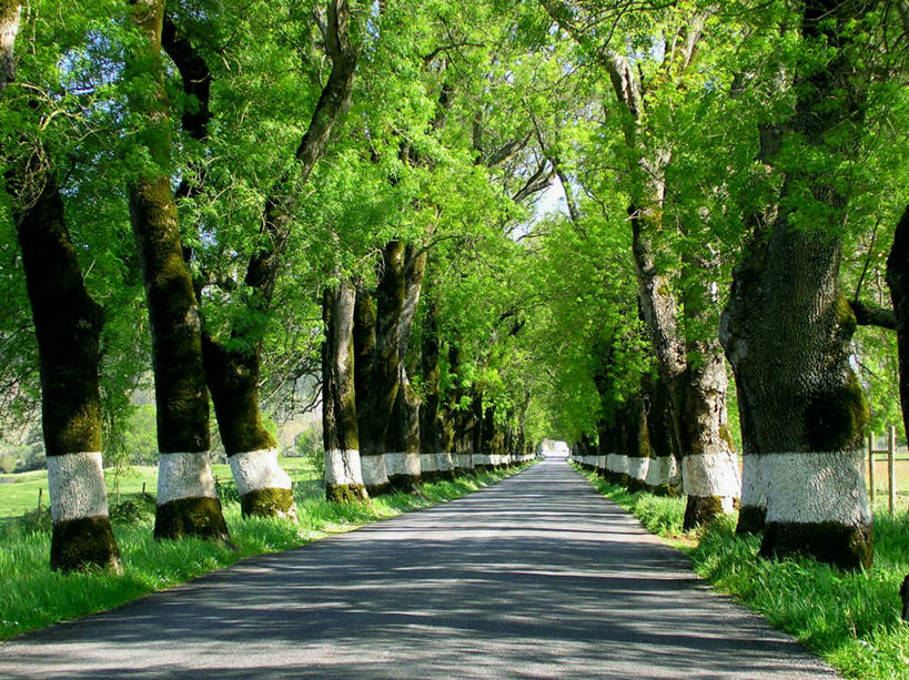 无人,横图,室外,白天,消失点,路,秘鲁,风景,自然,南美,运输,摄影,生长,宁静,透视图,林荫大道