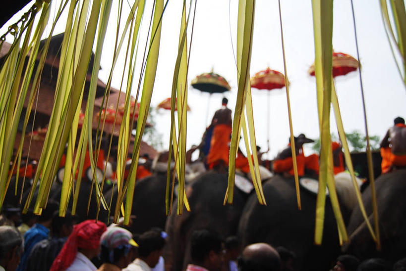 脸,头,脸颊,人群,站,坐,横图,室外,白天,印度,朦胧,模糊,庆祝,许多人,肩膀,衣服,一群人,摄影,亚洲象,印度文化,喀拉拉邦,马具,印度次大陆,头部,脸部,脸蛋,面部,象,传统服装,象节,传统节日