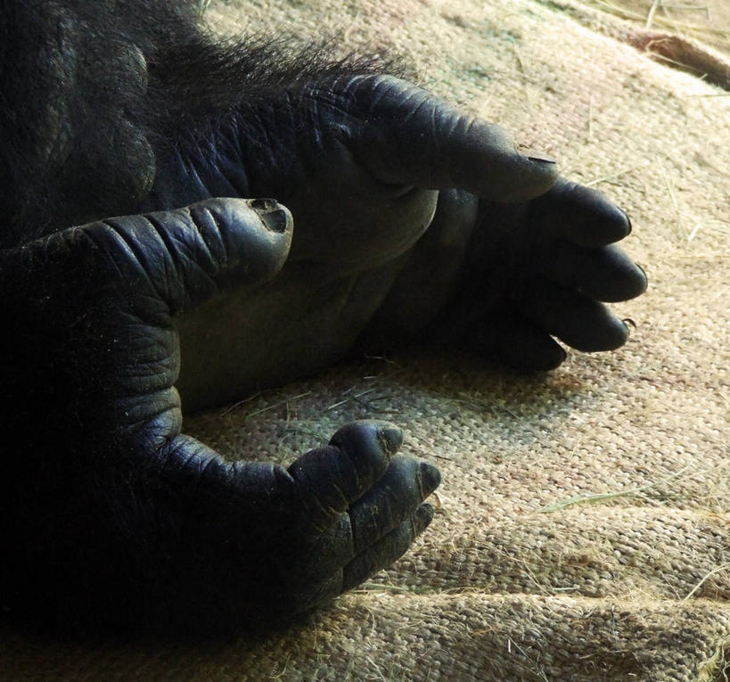 无人,横图,室外,白天,野生动物,纺织品,美国,黑色,动物,力量,摄影,部分,北美,北美洲,大猩猩,猿,德克萨斯州,美洲,德克萨斯,得州,德州,得克萨斯州,孤星之州,首府,北亚美利加洲,亚美利加洲,沃思堡,塔兰特县,美利坚合众国,粗麻布