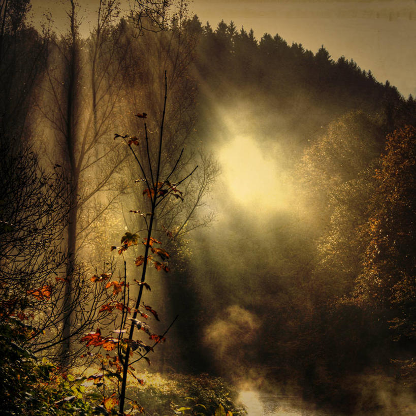 无人,方图,室外,河流,美景,森林,雾,日光,德国,景观,流水,黎明,树,树干,风景,自然,景色,摄影,宁静,自然风光,中欧,伍珀塔尔,旅行