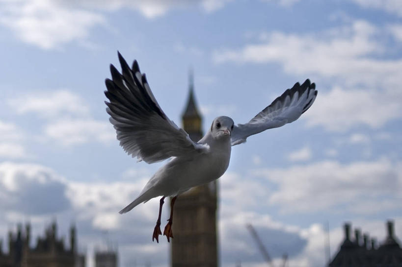 无人,横图,室外,白天,建筑,海鸟,海鸥,野生动物,英国,欧洲,伦敦,翅膀,云,首都,飞,大本钟,天空,动物,地标建筑,摄影,西欧,北欧,大不列颠,英国文化,英国国会大厦,大不列颠及北爱尔兰联合王国,大不列颠及爱尔兰联合王国,雾都,大不列颠王国,大英帝国,联合王国,日不落帝国