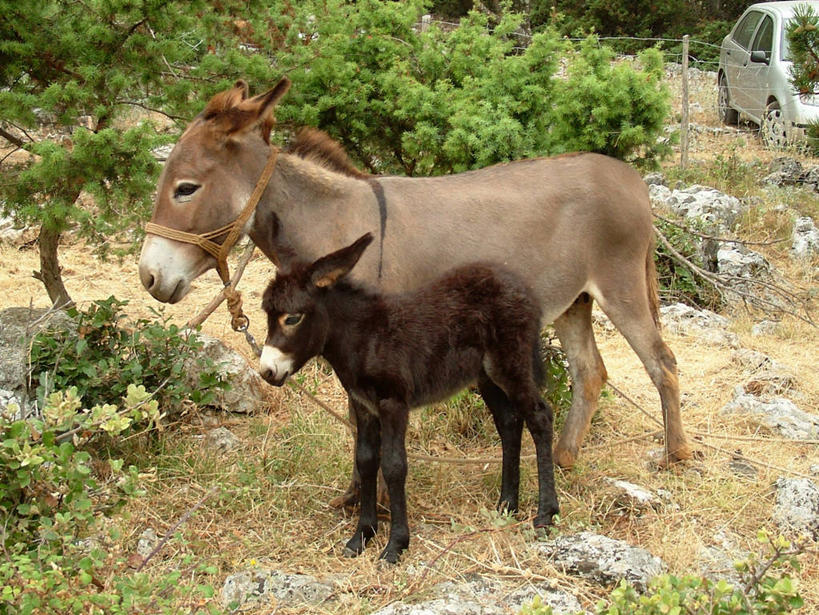 无人,站,横图,室外,白天,野生动物,克罗地亚,草,自然,动物,两只,摄影,环境,驴,巴尔干,驴子,达尔马提亚