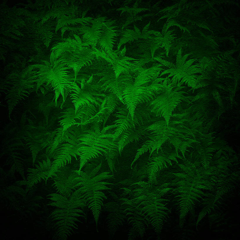 无人,方图,室外,夜晚,神秘,叶子,绿色,自然,摄影,环境