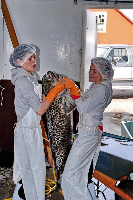 西方人,儿童,少年,一个人,两个人,鱼贩,站,竖图,室内,白天,侧面,工作服,制服,纯洁,安全,合作,团队,渔业,欧洲,冰岛,欧洲人,仅一个男性,仅一个年轻女性,仅一个女性,仅一个人,围裙,防护,拿着,鱼类,仅一个年轻男性,小孩,衣服,手套,可爱,童年,童趣,摄影,保护,清新,近景,北欧,销售,保险,防护服,贩卖,童真,烂漫,无邪,手术帽,冰岛共和国,保全,周全,安稳,安定,防护手套,工作制服,平安,天真,男人,男性,年轻男性,年轻女性,女人,女性,白种人,孩子,工作套服