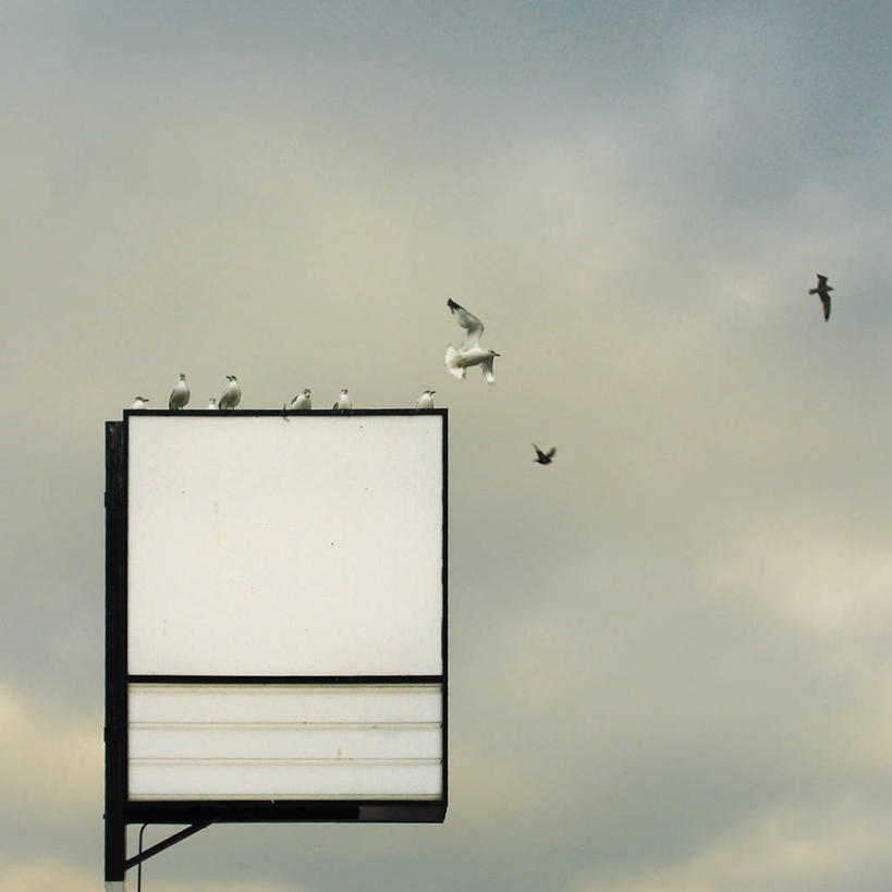 无人,方图,室外,白天,通讯,海鸟,海鸥,野生动物,加拿大,标志,云,飞,布告,天空,摄影,消息,多伦多,安大略省