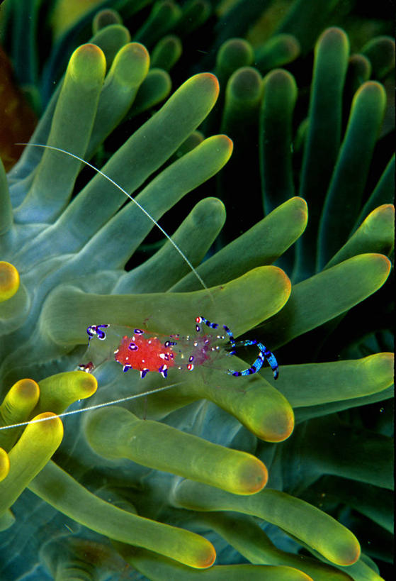 无人,竖图,室外,水下,野生动物,印度尼西亚,虾,绿色,自然,动物,摄影,环境,清洁虾