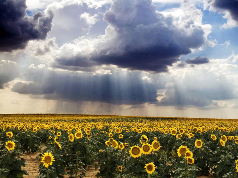 无人,横图,室外,白天,农业,农作物,美景,向日葵,日光,西班牙,尼加拉瓜,许多,丰富,景观,田地,云,很多,黄色,风景,天空,自然,景色,摄影,生长,自然风光,伊比利亚半岛,里昂