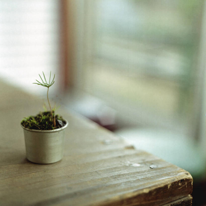 无人,方图,俯视,室内,家具,桌子,日本,神奈川县,一个,摄影,生长,单个,东亚,镰仓,开端,高角度拍摄