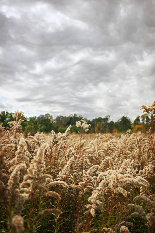 无人,竖图,室外,白天,农业,草原,美国,田地,云,天空,摄影,生长,北美,北美洲,美洲,北亚美利加洲,亚美利加洲,肯塔基州,秋麒麟草,孤独,美利坚合众国
