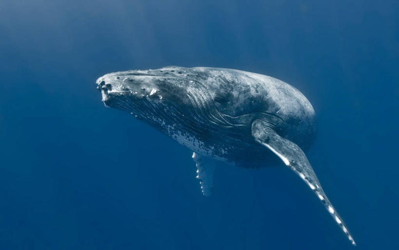 游泳,无人,横图,室外,水下,野生动物,汤加,鱼类,自然,动物,摄影,鲸,环境,大洋洲,法属波利尼西亚,法属玻利尼西亚,驼背鲸,濒危物种