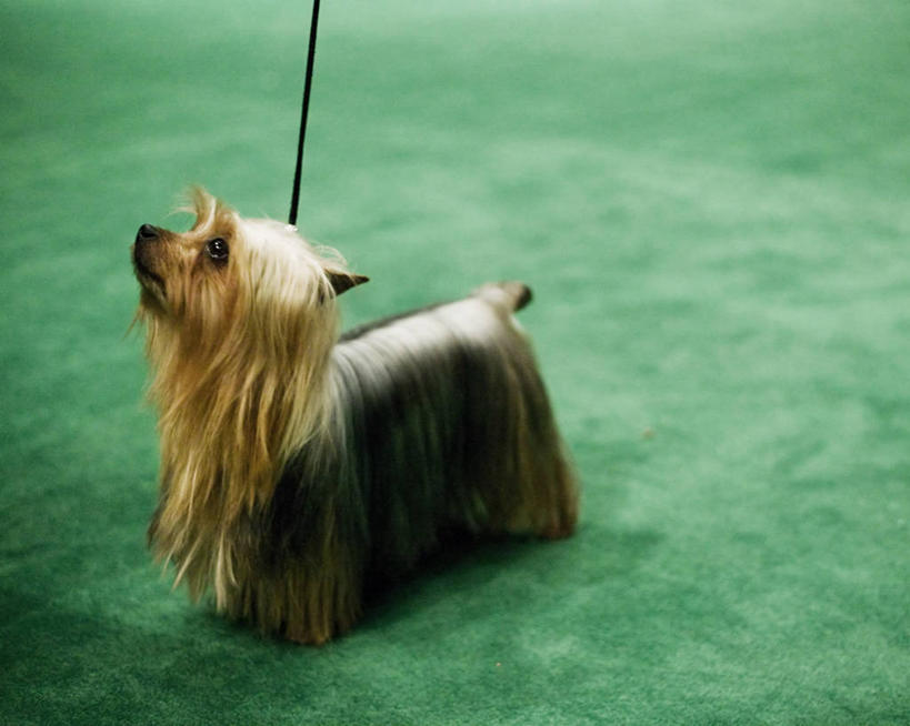 无人,横图,地毯,宠物,纽约,美国,动物,装饰物,家畜,摄影,狗链,纽约州