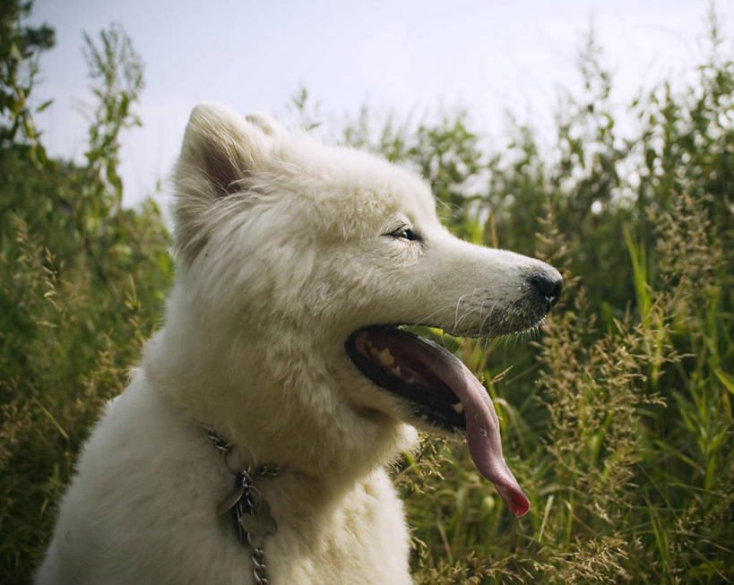 无人,横图,室外,特写,白天,宠物,狗,美国,白色,动物,看,伸舌头,家畜,摄影,机敏,马萨诸塞,新英格兰