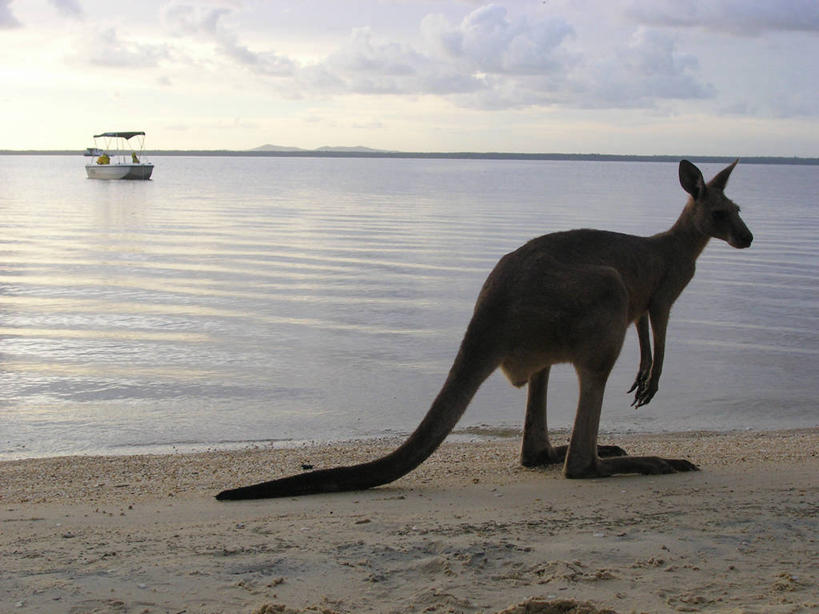 无人,站,横图,室外,白天,湖,船,袋鼠,野生动物,澳大利亚,沙子,云,天空,自然,黄昏,动物,看,休息,运输,摄影,环境,昆士兰州,澳大拉西亚
