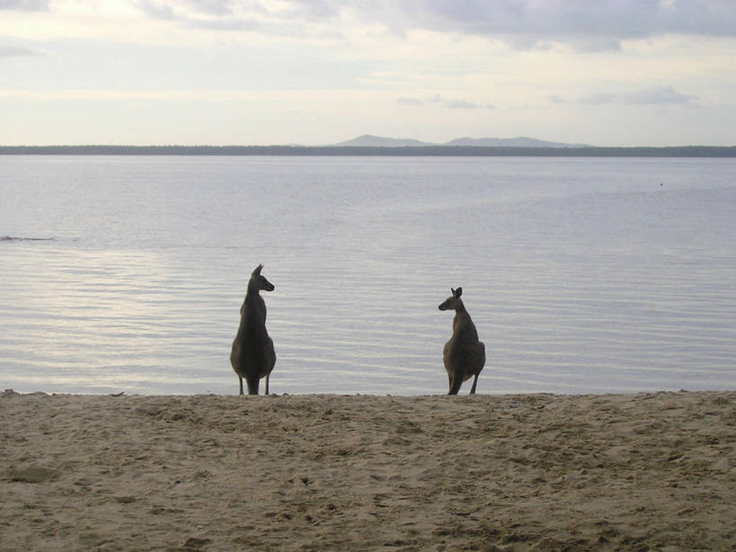 无人,站,横图,室外,白天,湖,袋鼠,野生动物,澳大利亚,沙子,云,天空,自然,黄昏,动物,两只,休息,面对面,摄影,环境,昆士兰州,澳大拉西亚