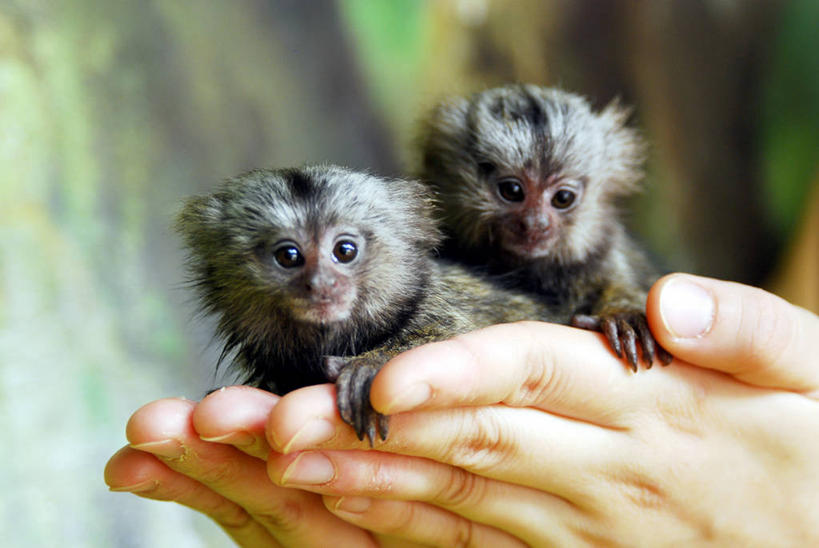 手,一个人,横图,室外,特写,白天,野生动物,猴子,韩国,拿着,动物,两只,手指,人体,摄影,部分,京畿道,龙仁市,朝鲜半岛,狨猴