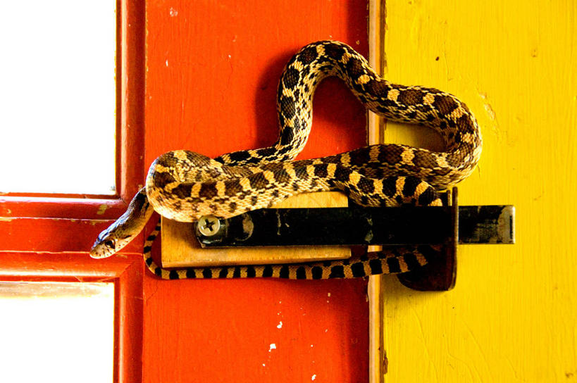 无人,横图,室内,特写,门,野生动物,美国,蛇,黄色,动物,门框,橙色,摄影,部件,威胁,伊利诺斯州,新墨西哥,危险,插销