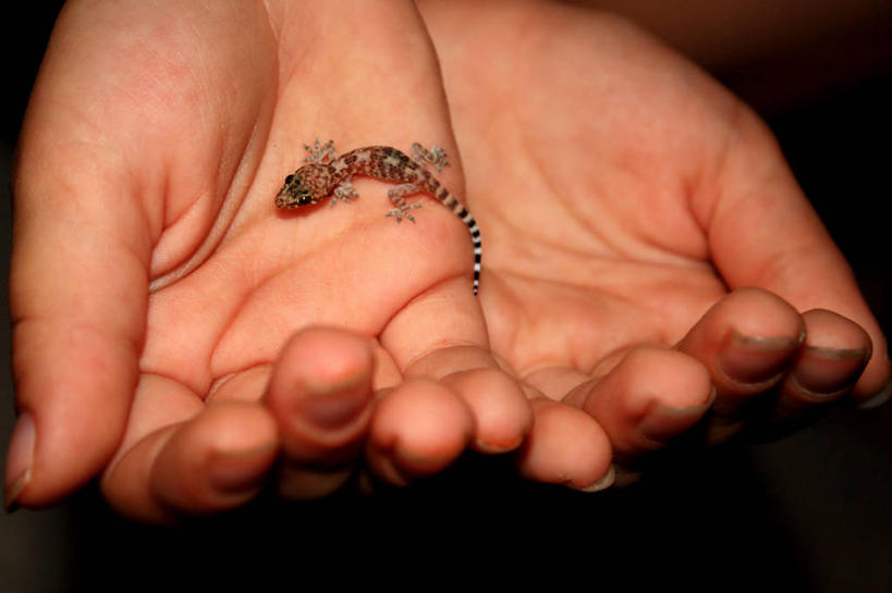 手,手掌,一个人,横图,室内,壁虎,野生动物,美国,黑色背景,拿着,黑色,动物,人体,摄影,部分,关爱,影棚拍摄