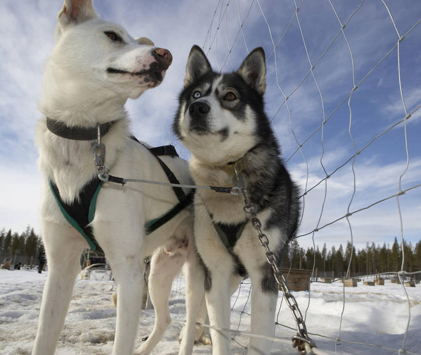 无人,横图,室外,白天,仰视,旅游,度假,美景,雪,芬兰,栅栏,地形,景观,冬天,娱乐,自然,动物,两只,享受,休闲,家畜,景色,放松,寒冷,运输,摄影,自然风光,雪橇犬,斯皮茨狗,拉普兰,低角度拍摄