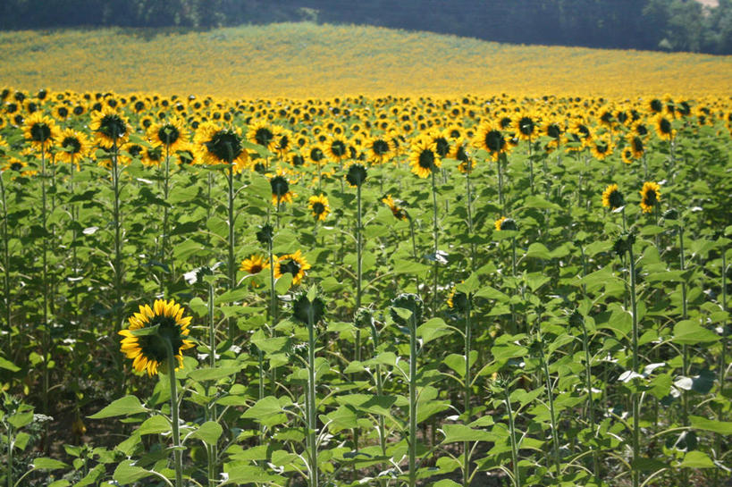 无人,横图,室外,白天,旅游,度假,农业,美景,向日葵,叶子,意大利,许多,景观,田地,很多,娱乐,自然,享受,休闲,景色,放松,摄影,生长,宁静,环境,脆弱,南欧,清新,自然风光,安科纳