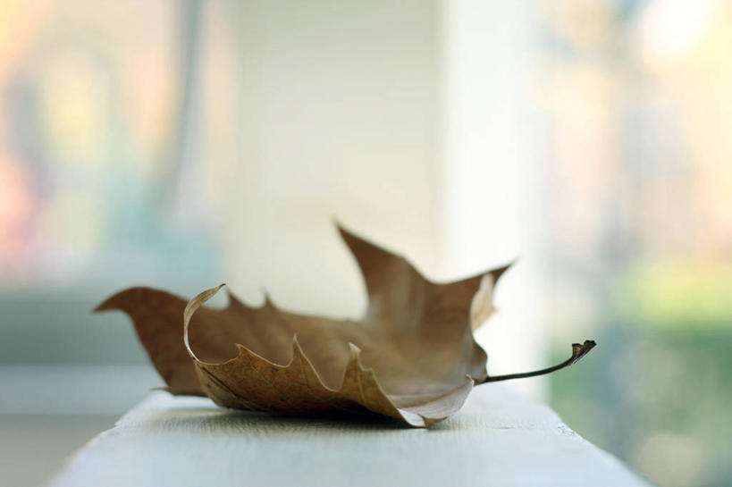 无人,横图,室外,特写,白天,叶子,意大利,自然,摄影,环境,简单,南欧,干的,结束,安科纳,壁架