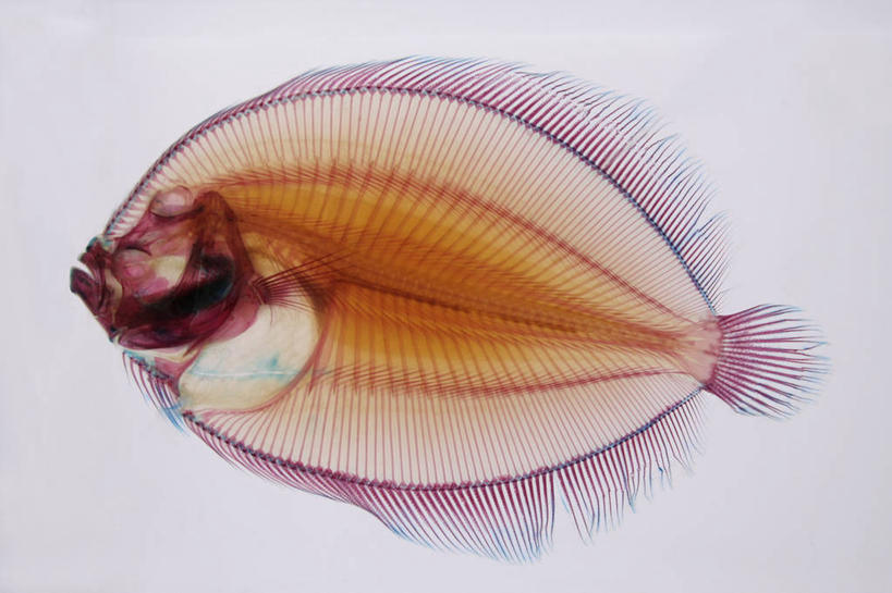 无人,横图,室内,特写,白色背景,比目鱼,美国,白色,动物,摄影,肮脏,死亡,北美,北美洲,加利福尼亚,美洲,邋遢,北亚美利加洲,亚美利加洲,龌龊,污秽,影棚拍摄,美利坚合众国