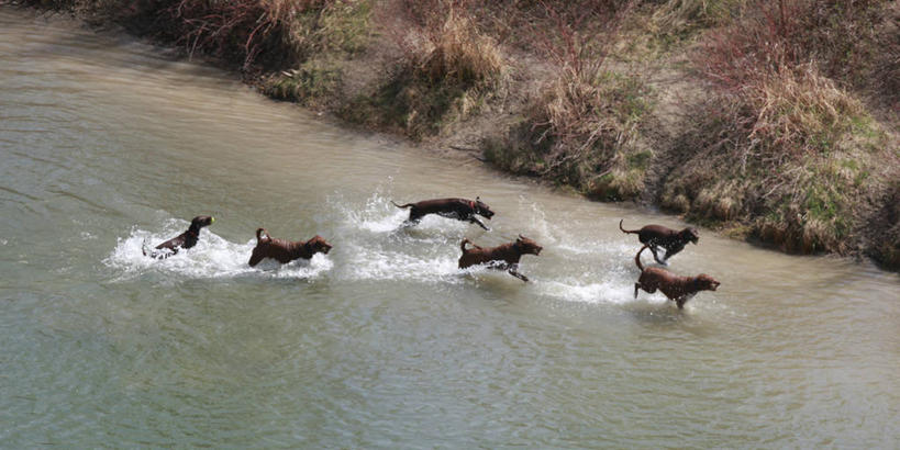无人,跑,横图,全景,俯视,室外,白天,河流,狗,野生动物,加拿大,溅,流水,草,活力,摄影,卡尔加里,亚伯达,高角度拍摄