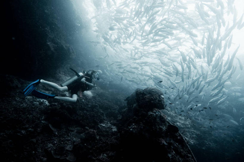 横图,室外,探险,水下,野生动物,马来西亚,一群,许多,鱼群,很多,鱼类,氧气瓶,探索,潜水,摄影,脚蹼,潜水装备,咸水鱼,印度支那,沙巴州,冒险,杰克鱼,诗巴丹岛,呼吸装置,水肺潜水