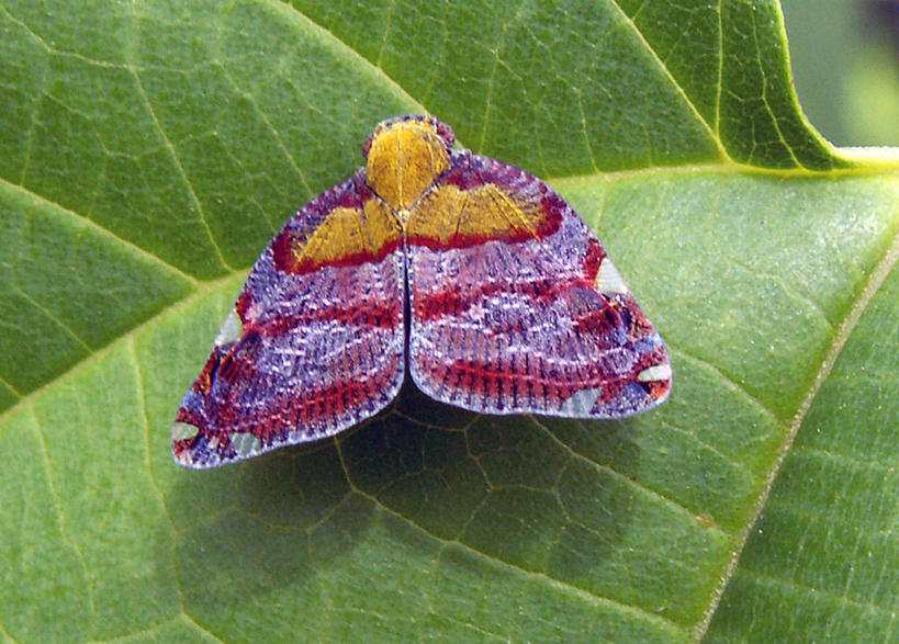 无人,横图,俯视,室外,特写,白天,野生动物,叶子,印度尼西亚,昆虫,自然,动物,摄影,环境,脆弱,蛾,式样,伊里安查亚,高角度拍摄