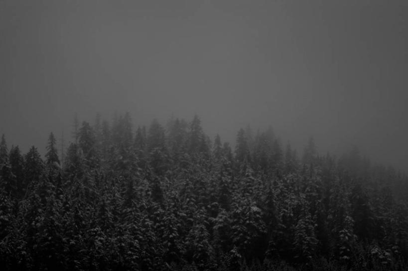 无人,横图,室外,白天,神秘,森林,雪,雾,加拿大,下雪,天气,树,摄影,宁静,惠斯勒,大不列颠哥伦比亚,旅行