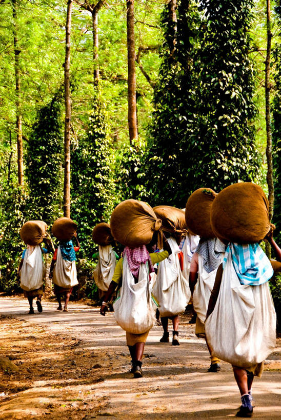 成年人,人群,竖图,室外,白天,农业,农作物,茶,印度,准备,朦胧,模糊,茶叶,拿着,树,工人,背面,工业,头顶,摄影,运送,努力,合伙,印度文化,喀拉拉邦,印度次大陆,女人,员工,步行,匠人,劳动者,体力工