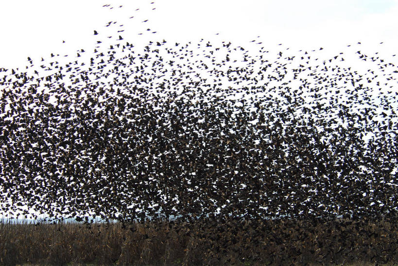 无人,横图,室外,特写,白天,野生动物,美国,一群,许多,丰富,鸟类,很多,飞,摄影,北美黑鸟,马里兰,野生动物保护区,国家野生动物保护区