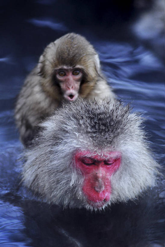 游泳,无人,坐,竖图,室外,白天,水,野生动物,长野县,日本,动物,两只,摄影,关爱,猕猴,东亚,日本猕猴,中部地方,地狱谷